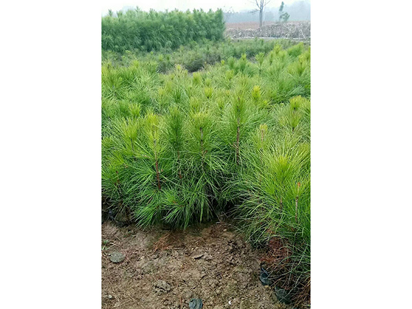 濕地松中杯和大杯苗，高度80至2米的苗子